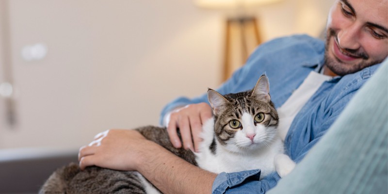 Basics of Caring for a Cat