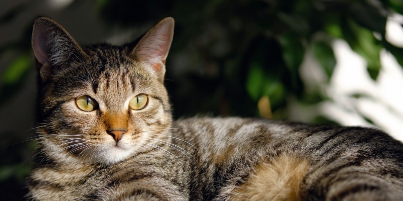 Cat Constipation: Symptoms, Causes & Treatment