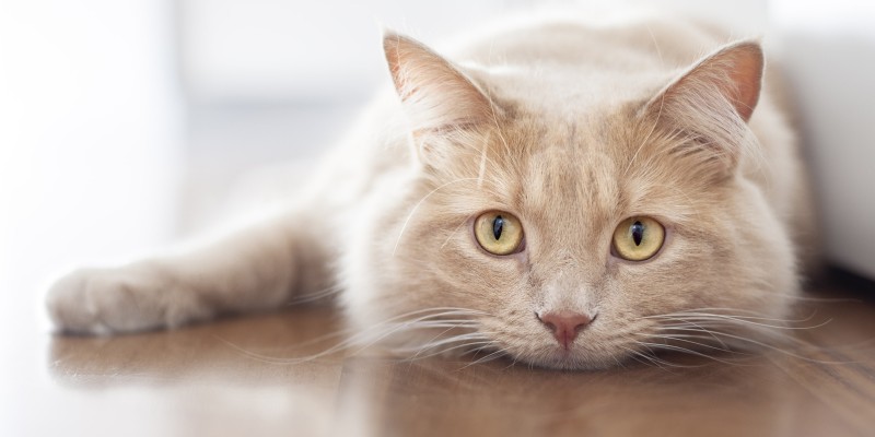 Cat Coughing: Symptoms & When to Take Action