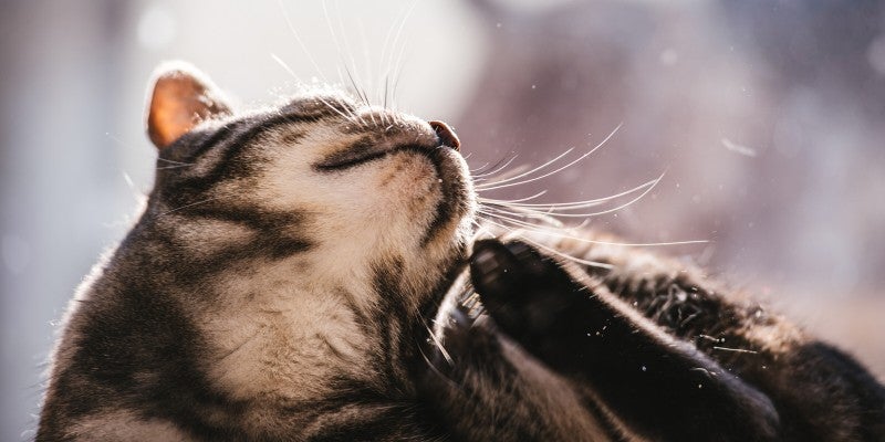 What Causes and How to Get Rid of Cat Dandruff? 