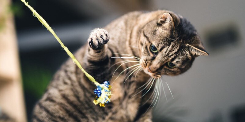 View of Cat Digestive Health - Advice from Cat Experts | Purina US