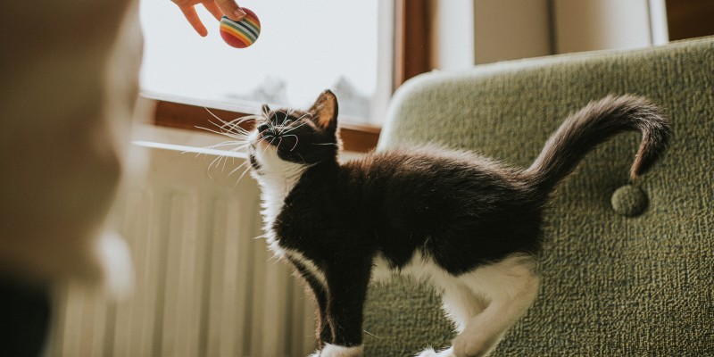 What Does My Cat's Tail Movement Mean?