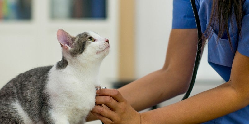 Feline Lower Urinary Tract Disease: Causes & Treatment