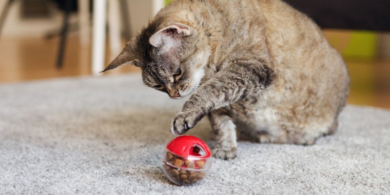 How to Make a Puzzle Cat Feeder
