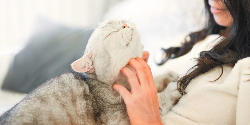 Do Cats Ever Need Baths?