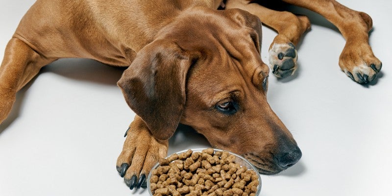 The Best Dog Food for Picky Eaters