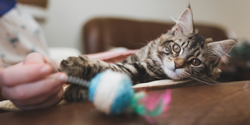 Games to Play with Your Cat