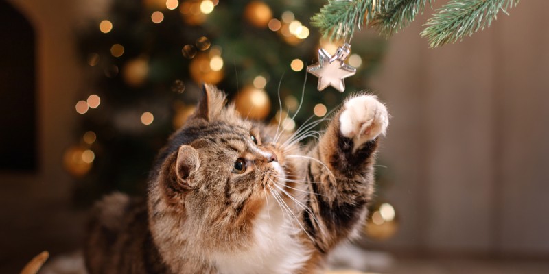 Holiday Plants Poisonous to Cats