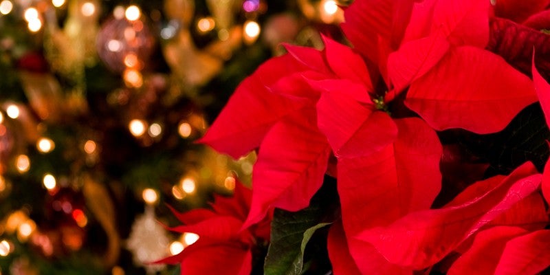 5 Holiday Plants Poisonous to Dogs