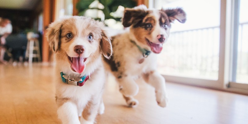 How to Socialize Your Dog