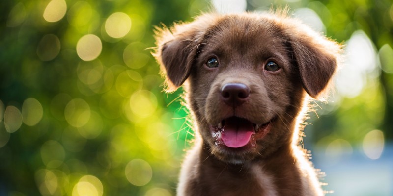How Long to Feed Puppy Food & When to Switch to Adult Dog Food