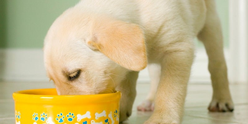How Much Should I Feed My Puppy? A Complete Puppy Feeding Guide With Chart