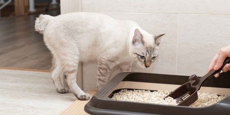 How Often Should You Clean the Litter Box?
