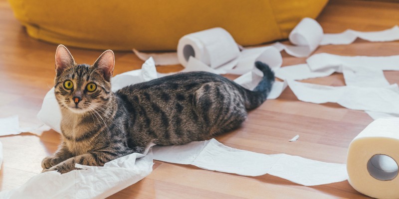 How to Discipline a Cat