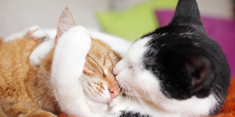 How to Introduce Cats