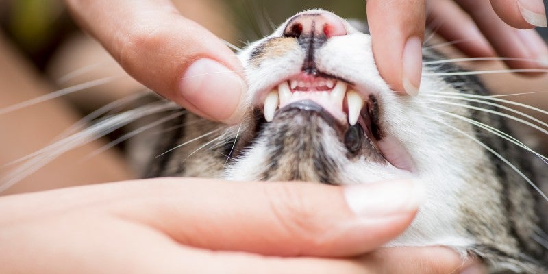 How to Keep Cats’ Teeth Clean