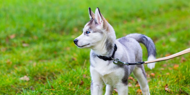 How to Potty Train a Puppy