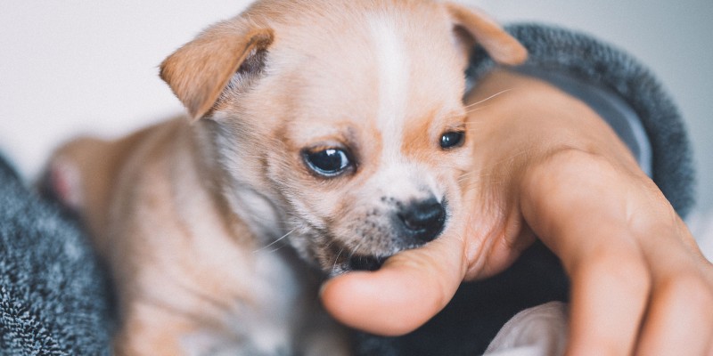 How to Stop Puppy Biting