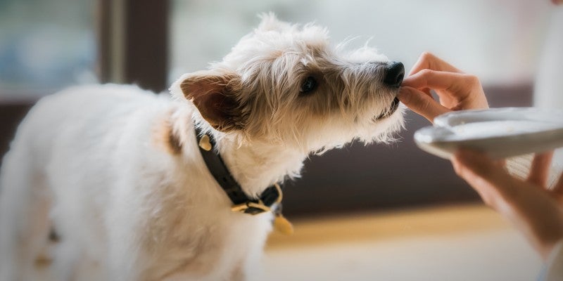 How to Use Dog Treats for Training, Bonding & Rewarding