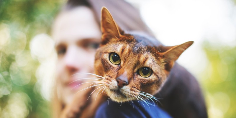 10 Fascinating Facts About Cats