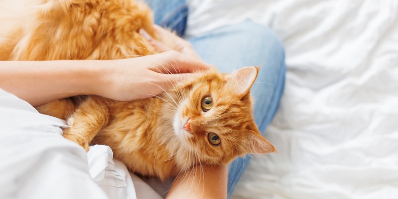 Signs & Symptoms of a Stressed Cat