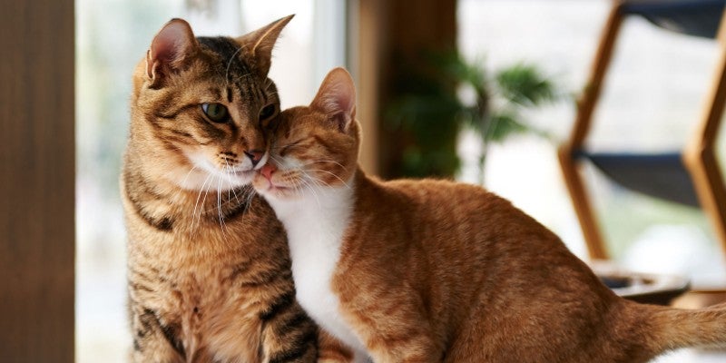 Cat Socialization: Training Social Cats