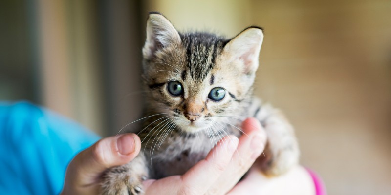 Kitten Vaccinations: What Shots Your Kitten Needs