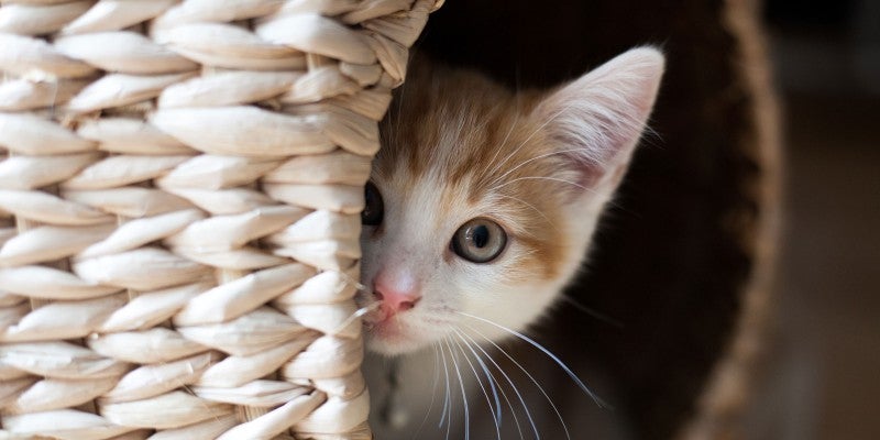 New Kitten Checklist: What Does a Kitten Need?