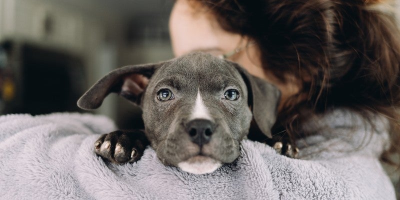 Normal Puppy Temperature: How Do I Know if My Puppy Has a Fever?