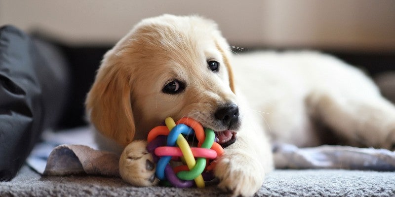 Puppy Chewing: How to Stop Destructive Chewing