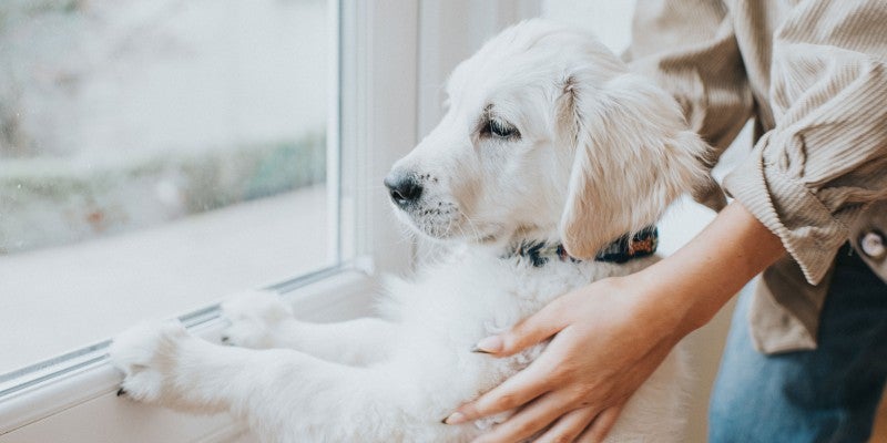 How to Help a Puppy with Separation Anxiety