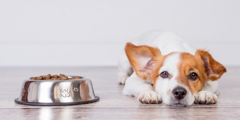 What’s Causing My Puppy’s Upset Stomach?