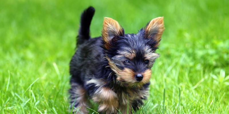 Your Puppy’s Diet & Nutritional Needs