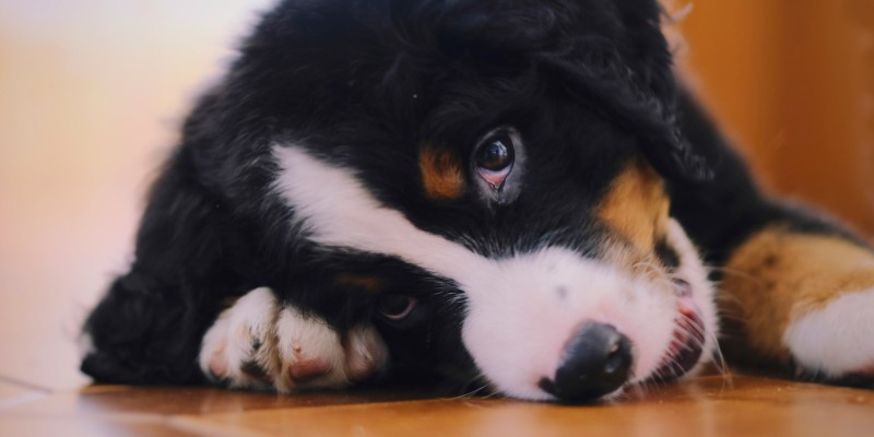 New Puppy’s First Week Home