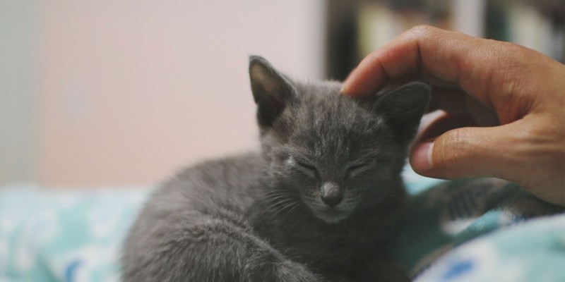 Tips for Raising a Kitten into a Confident Cat