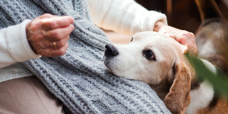 What You Should Know About Senior Dog Care