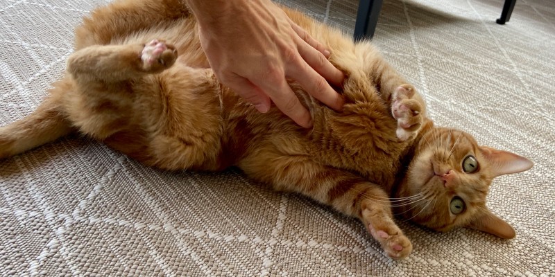 How to Tell if a Cat is Pregnant