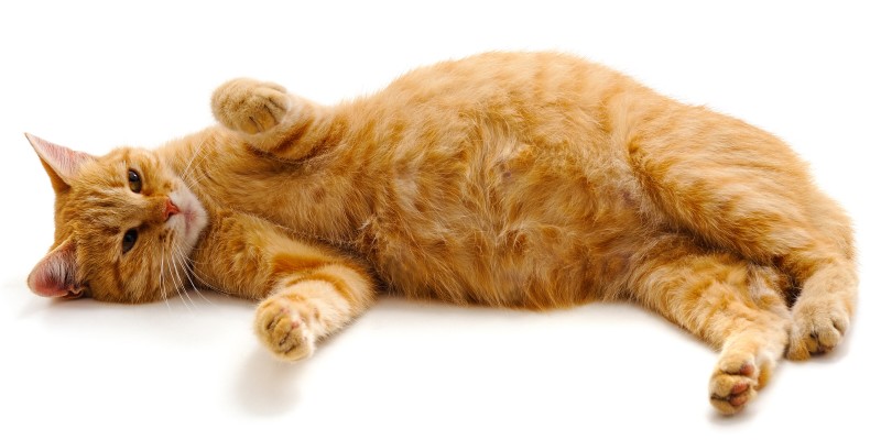How to Take Care of a Pregnant Cat