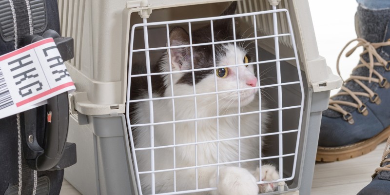 Traveling with Cats: Great Cat-Friendly Destinations for Summer