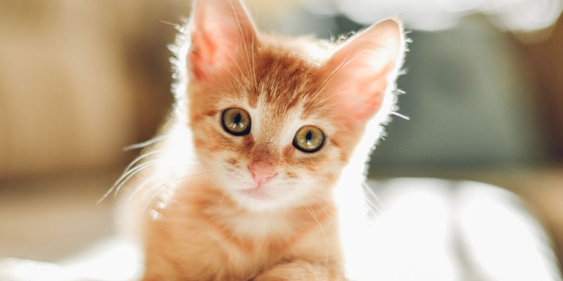 Understanding When to Wean Kittens