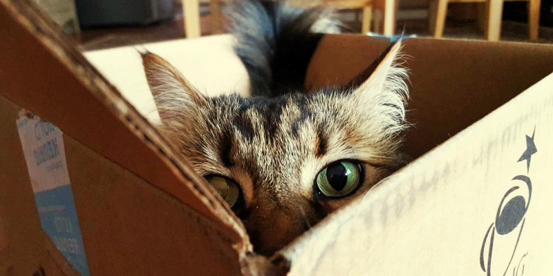 Weird Cat Behavior Explained