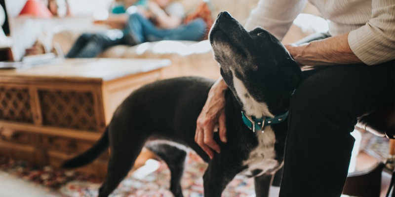 What Dog Foods Are Best for My Senior Dog?
