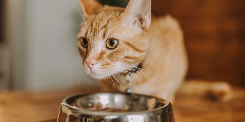 What Do Cats Like to Eat?