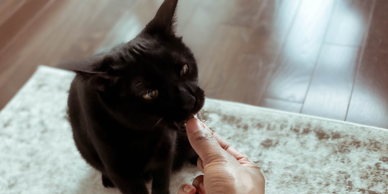 What Can Cats Not Eat?