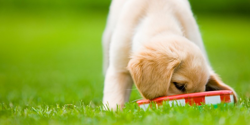 What to Feed a Puppy?