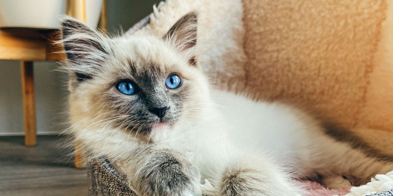 When Does a Kitten Become a Cat?