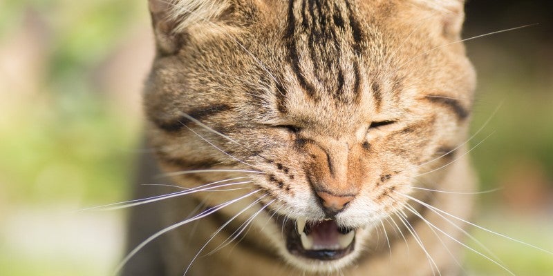 Cat Sneezing a Lot? Here's Why Your Cat is Sneezing