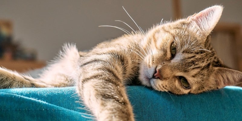 Cat Throwing Up: Causes & Signs of Serious Issues