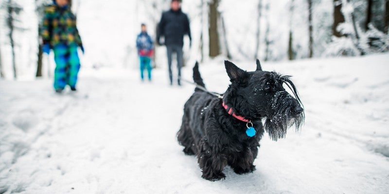 6 Winter Safety Tips for Dogs in the Snow