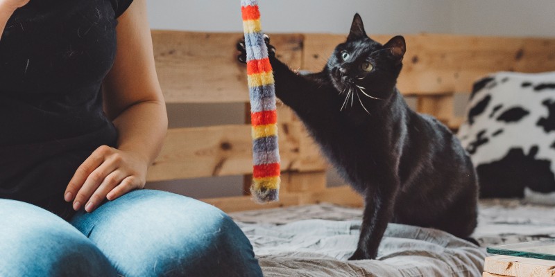 Cat Exercises - 5 Cat Workouts and Fitness Tips